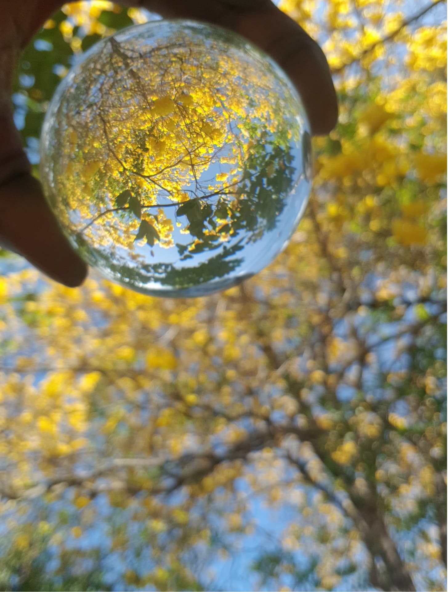 2019 Winner Best Photography — Poui Season through a Glass Sphere